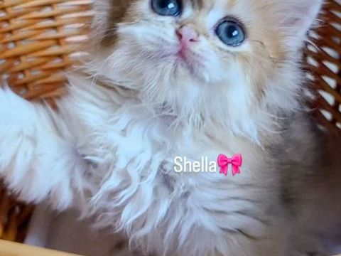 Chatons British longhair et Scottish &agrave; r&eacute;server. 1400 13014 Marseille