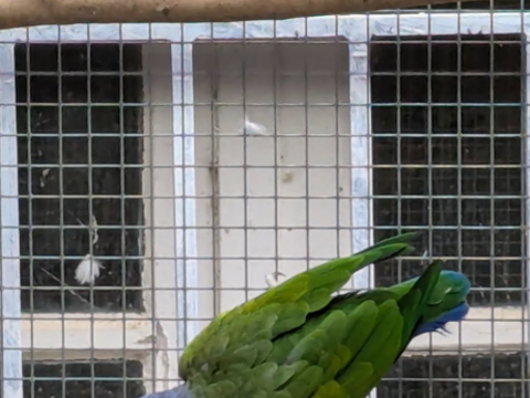 Perroquet pionnes t&ecirc;te bleu 500 47500 Montayral