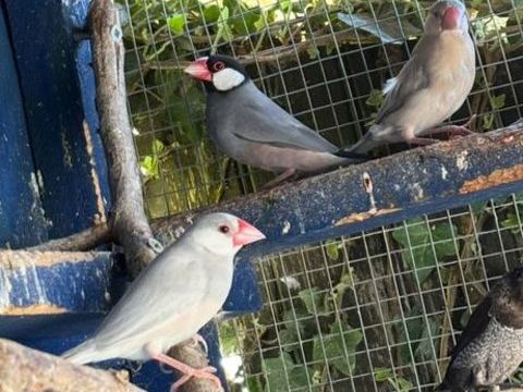 Padda 100 95420 Magny-en-vexin