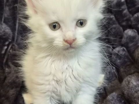 A reserver magnifiques chatons maine coon 750 12240 Colombiès