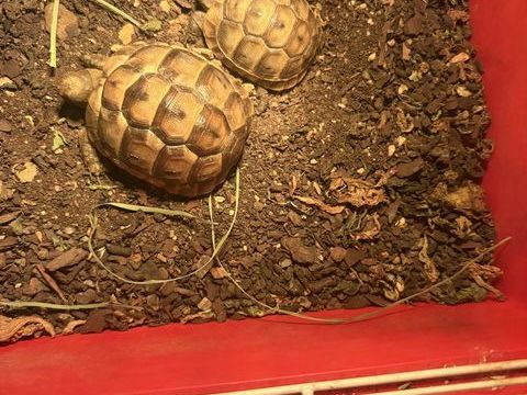 Tortue de terre 20 83390 Cuers