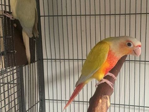 Conure suncheek 400 95140 Garges-l�s-gonesse