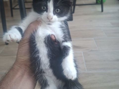 Petite chatonne &agrave; adopter 0 93370 Montfermeil