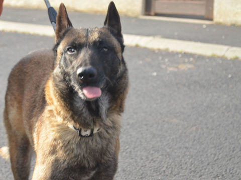 Titoune cherche une vraie famille 0 34420 Villeneuve-ls-bziers