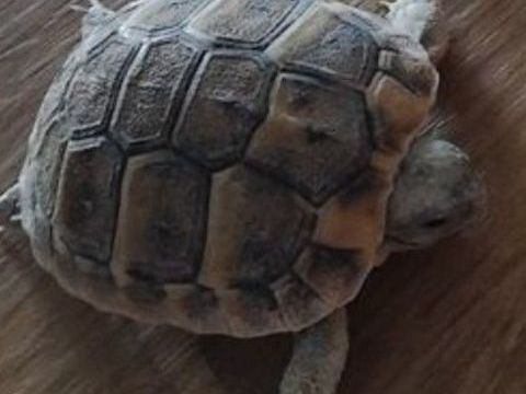 Une tortue Hermann juv&eacute;nile  50 34800 Lacoste