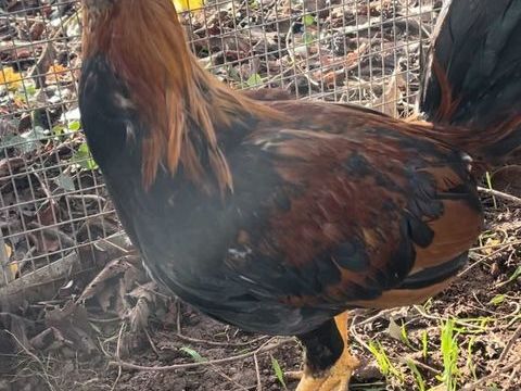 Coq combattant espagnol de Valencia 250 18000 Bourges