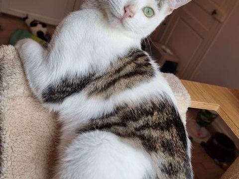 &Agrave; l'adoption jeune chat ou chaton ado de 8 mois st&eacute;rilis&eacute; 0 89520 Saint-sauveur-en-puisaye