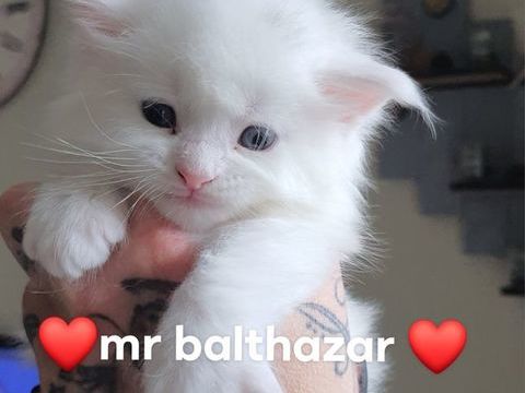 Magnifique chatons Maine Coon blanc aux yeux bleus 1000 59300 Valenciennes
