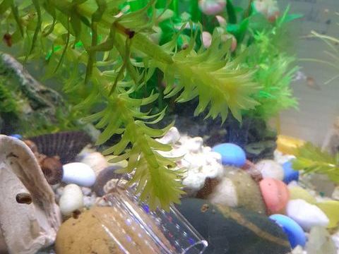 Plante d'aquarium Egeria densa 1 92400 Courbevoie