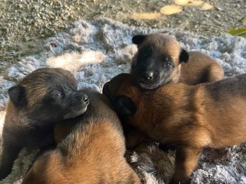 Malinois 490 30300 Beaucaire