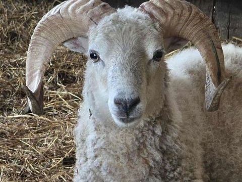 Mouton Ragnar 90 56560 Guiscriff