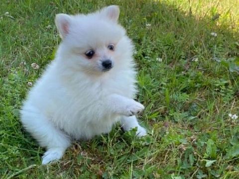 Superbes chiots spitzs M&acirc;les et femelles 990 71500 Sornay