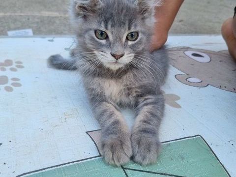 Maine coon loof 600 82400 Valence