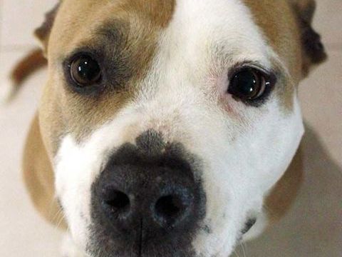 AZIA, magnifique chienne croisée Dogue à l'adoption 330 85130 Les landes-genusson