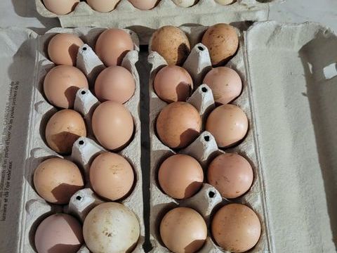 ?ufs frais poule pleine air 2 87330 M�zi�res-sur-issoire