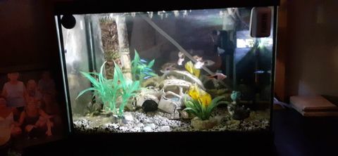 petit aquarium 30 74570 vires