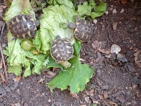 BB Tortues de terre -B 45 34500 B�ziers