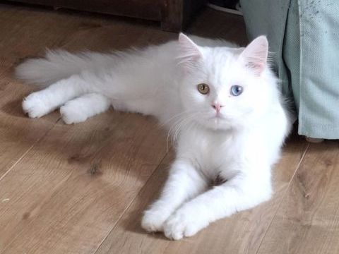 ARCHIE, magnifique chat blanc aux yeux vairons 200 44400 Rez