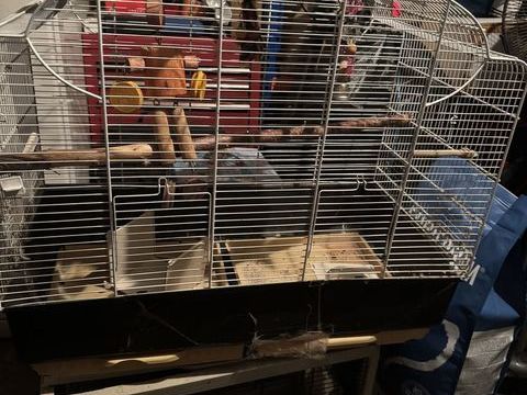 Cage oiseau 25 93330 Neuilly-sur-marne