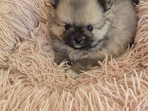 petit spitz 
830 17400 Saint-denis-du-pin