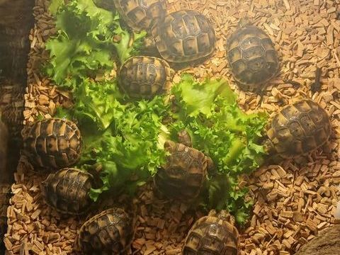Tortue de terre juv&eacute;niles 50 83136 Rocbaron