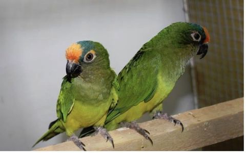 Couple Conure couronn&eacute;e Conure aurea 380 59000 Lille