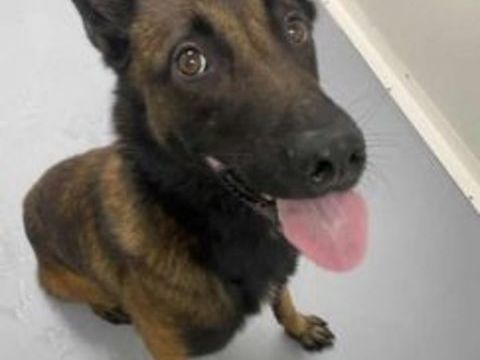 Chien SWAT à l adoption 210 13001 Marseille