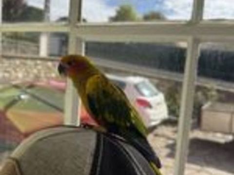   Femelle conure soleil eam 2026 