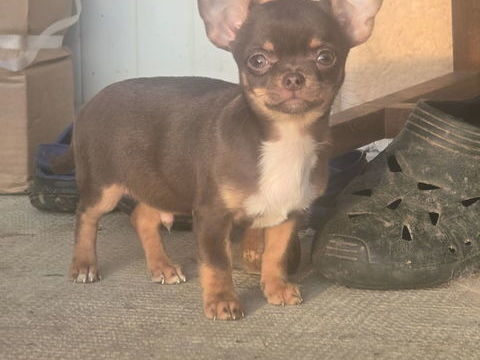 Chihuahua de 4 mois 750 31800 Saint-gaudens