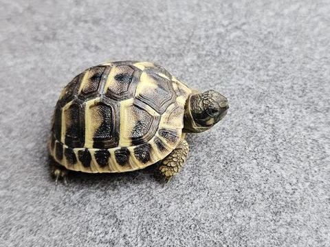 B&eacute;b&eacute; Tortue Hermann 50 31450 Pompertuzat