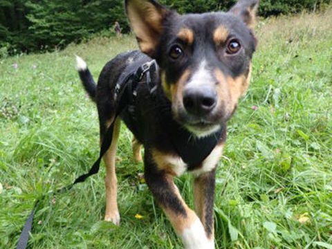 Vito à l'adoption 320 89000 Auxerre