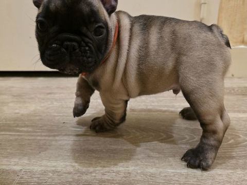  Chiots Bouledogue Fran&ccedil;ais LOF  M&acirc;les 1500 50450 Hambye