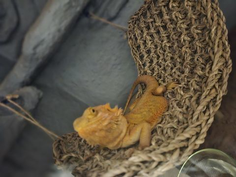 Terrarium + pogona red jeune 240 06000 Nice