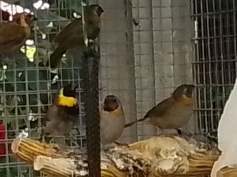 Petit Chanteur de Cuba 40 45760 Vennecy