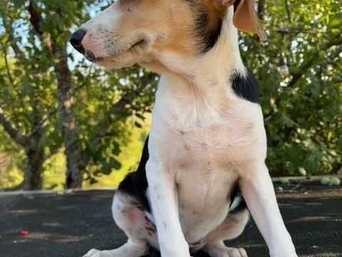 A L'ADOPTION LUNA SE TROUVE EN REFUGE MACEDOINE DU NORD 0 75018 Paris