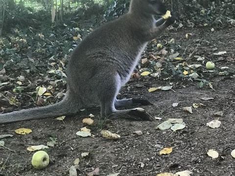 Jeunes wallabys de 2025 300 87000 Limoges