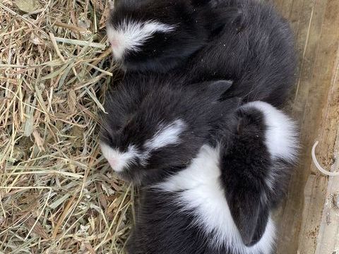 B&eacute;b&eacute; lapin nain t&ecirc;te de lion 40 91100 Corbeil-essonnes