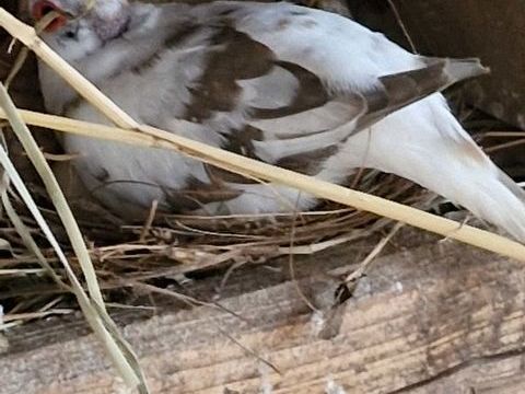 Colombe diamant panache 40 53340 Bannes