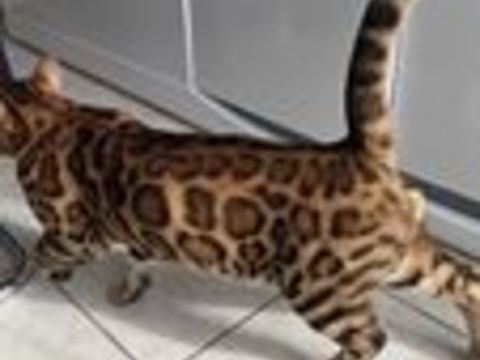   Chat bengal 18 mois entier 