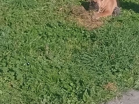 Anis magnifique chiots bulldog continental n&eacute;e le 20 11 2025 900 31660 Bessi�res