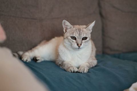 Alpine 11 ans chatte gentille et reserv&eacute;e cherche sauveur 100 11000 Carcassonne