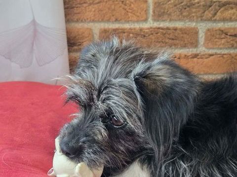 Lili &agrave; l'adoption 320 94110 Arcueil