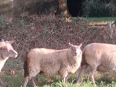 B&eacute;liers 1 an 500 35470 Pl�ch�tel