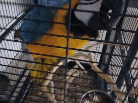 perroquet ara de 2012 1800 62500 Saint-omer