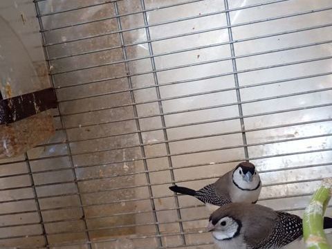 bichenov 30 72320 Berfay