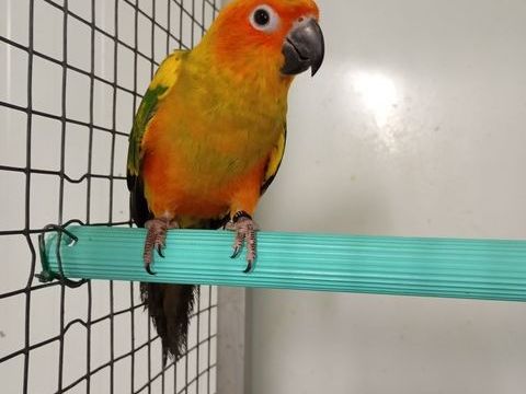 jeunes Conure Soleil 300 47430 Caumont-sur-garonne