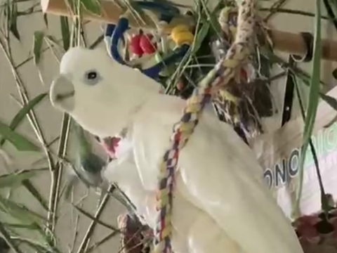 Cacatoes ducorps 280 31800 Saint-gaudens