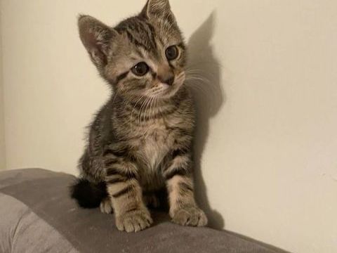 Famille cherche chaton sevré à adopter (Grenoble) 20 38600 Fontaine