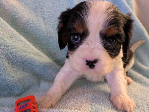 Chiots cavalier king charles 950 59187 Dechy