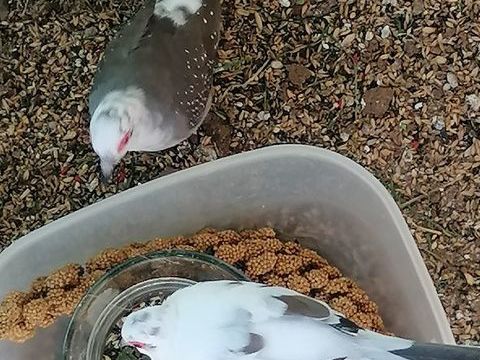 Colombe diamant 30 03400 Yzeure